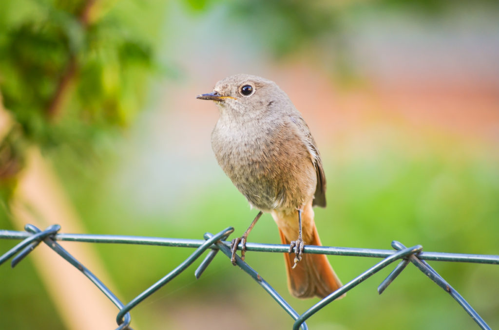 我是一支小小小鳥