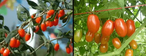 答案揭曉: 左~枸杞 右~番茄