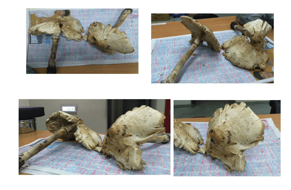 吃了 會壞掉的毒香菇